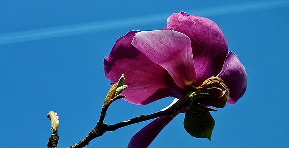 virág, Blossom, Bloom, korai gikszer, kert, Magnolia, tavaszi