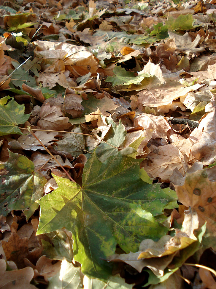 Есен, листа, жълто, листа отпадъци, сезон, листа, природата