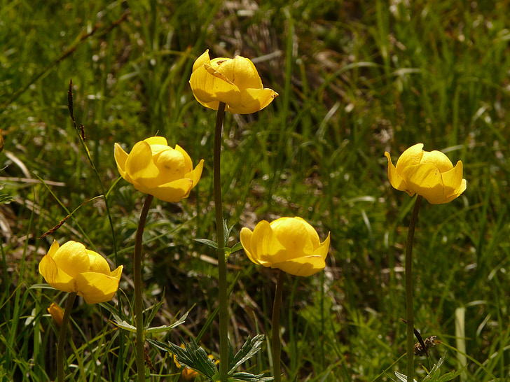 Rutulinės gėlė, hahnenfußgewächs, Alpių gėlė, geltona, žiedų, žydėti, gėlė