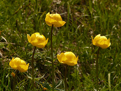 Globe kvet, hahnenfußgewächs, Alpská kvetinová, žltá, kvet, kvet, kvet