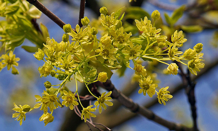 Maple λουλούδια, δέντρο, υποκατάστημα, λουλούδια κλαδιά, κίτρινο πράσινο, άνοιξη, Απριλίου