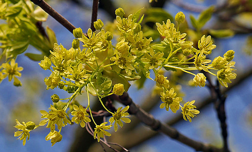 Ahorn-Blumen, Baum, Filiale, Blüte-Filialen, gelb grün, Frühling, April