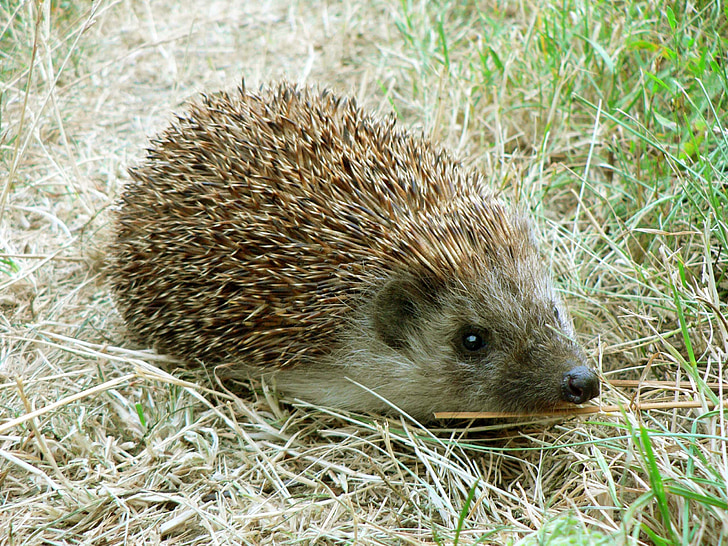 hedgehog, grass, close, eyes, animal, brown, green