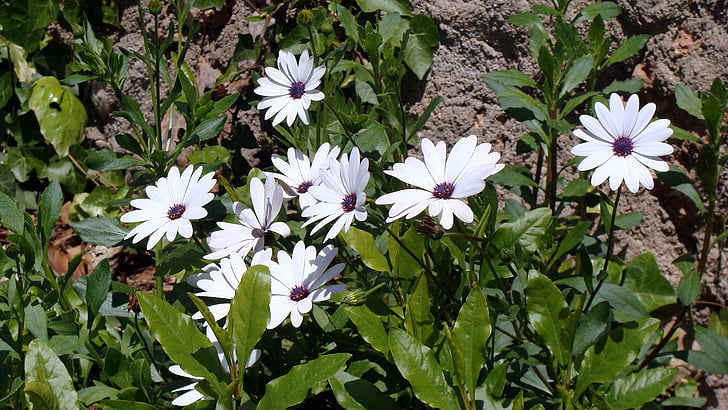 λουλούδια, λευκό, άνοιξη, Κήπος, φύση, ανοιξιάτικου κήπου, Μαργαρίτες