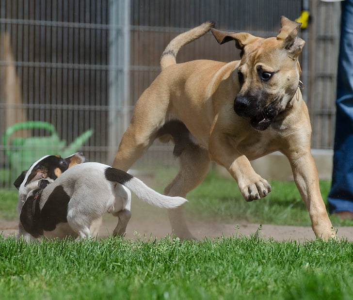 boerboel, african farmers dog, puppy group, puppies, young dogs, jack russel terrier, playing dogs