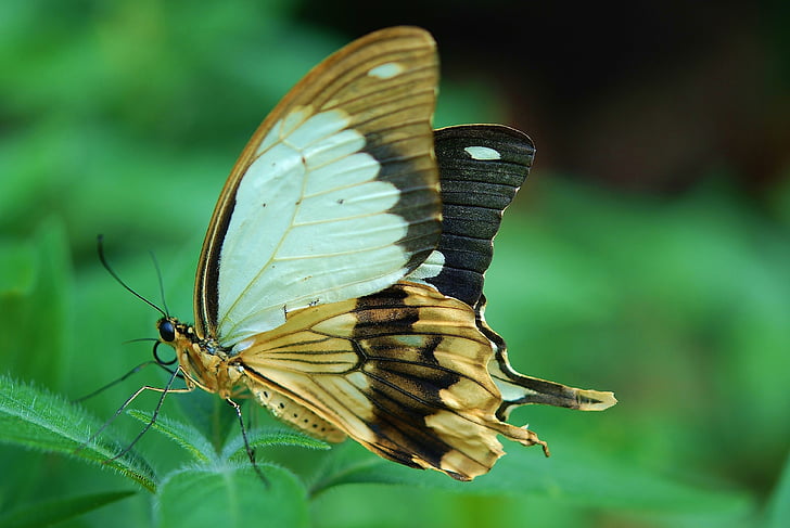 papillon, queue d’aronde, insecte, jaune, macro, vert, brun