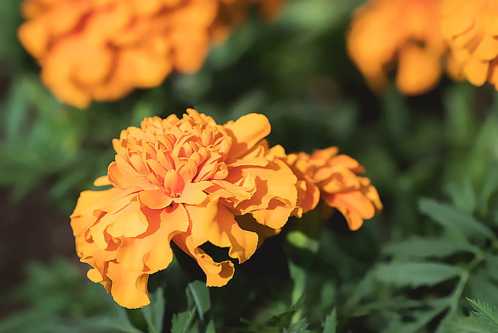 Marigold, Orange, Orange tagetes, blomma, orange blomma, Blossom, Bloom