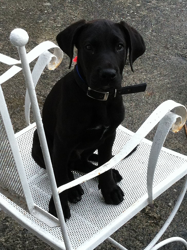 Labrador, bebé, adorable, perro, animales de compañía, color negro, al aire libre