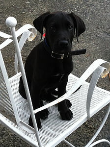 Labrador, Baby, søt, hunden, kjæledyr, svart farge, utendørs