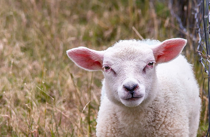 moutons, animal, troupeau, laine, laine de mouton, mous, rural