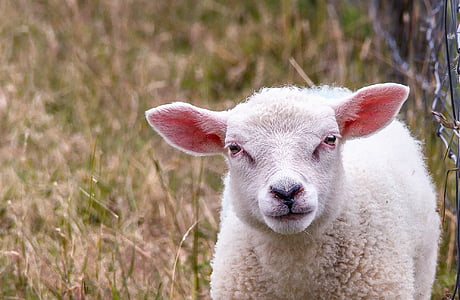 lambad, looma, karja, vill, lamba vill, pehme, maaelu