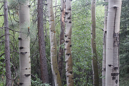plants, trees, trunks, birch, forest, nature, environment