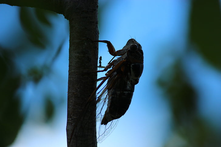 Grilli, formica, insetto