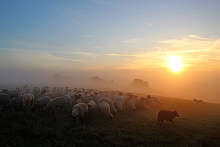 羊の群れ, 羊飼いのロマンス, における, 夜の光, 夕暮れ, 残光, サンセット