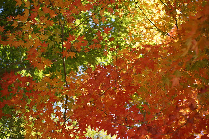 lapų, miško, medžiai, rudenį, raudona, spalvinga, Gamta