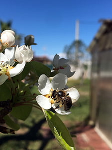 abelha, flor, Primavera, raio de sol, pólen, flores, abelhas para obter néctar