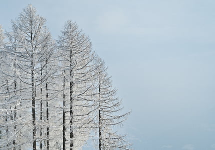 ziemas, koks, sniega, saldēti, filiāles, auksti, meža