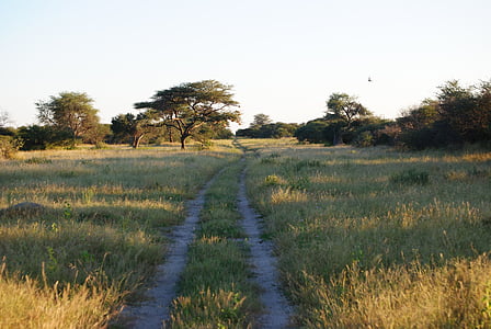 africa, namibia, nature, grass, landscape, savannah, wild