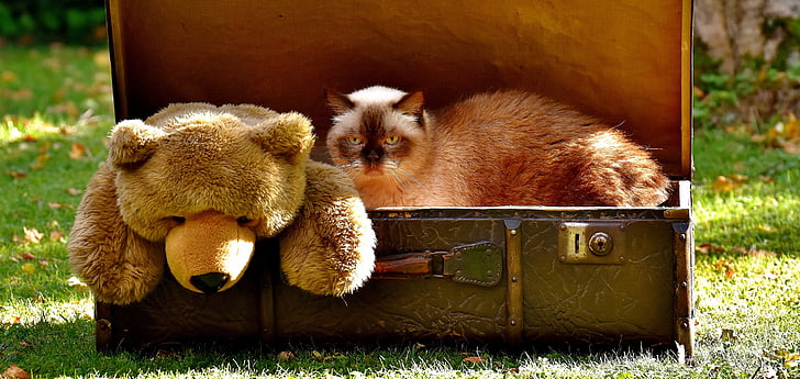 Teddy, equipaje, antiguo, gato, británicos de pelo corto, gracioso, curioso