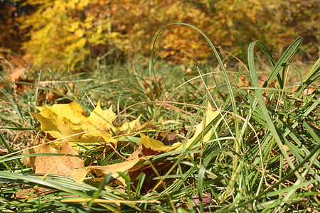 gozdnih tleh, listi, jeseni, svetlo, padec barve, pojavljajo, sončno