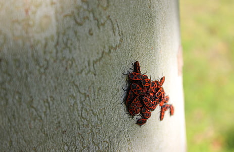 besouros, bombeiro de besouro, inseto, vermelho, closeup, na árvore, natureza