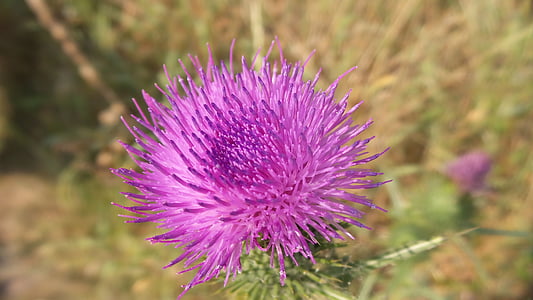 thistle, meadow, wild plants, plant, flower, blossom, bloom