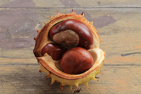 Castaño, Espinosa, fruto del castaño, marrón, Buckeye, abrir castaño, Estado de ánimo otoño
