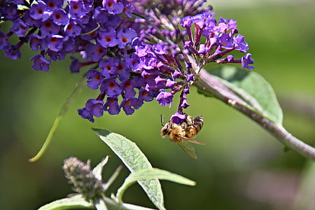 butterfly bush, garden, violet, summer lilac, insect, flight insect, inflorescence