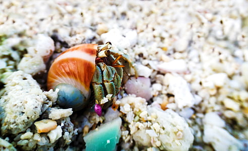 hermit, hermit crab, shell, ocean, saltwater, nature, marine