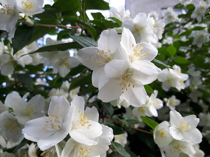 white, green, flower