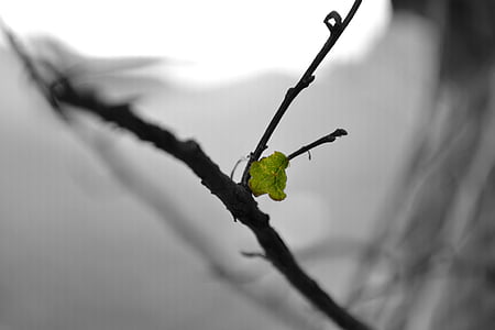 leaf, branch, bw, nature, close-up, tree, plant