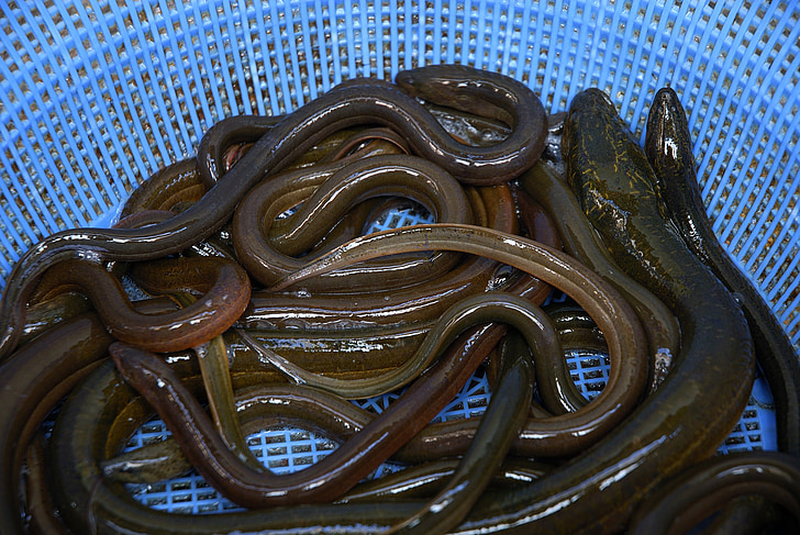 eel, fish, fresh water, animals, not scaly