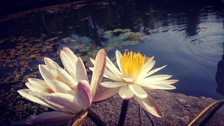 kukka, Lotus, vesi, Lootuksenkukka, vedessä, kasvi, Bloom