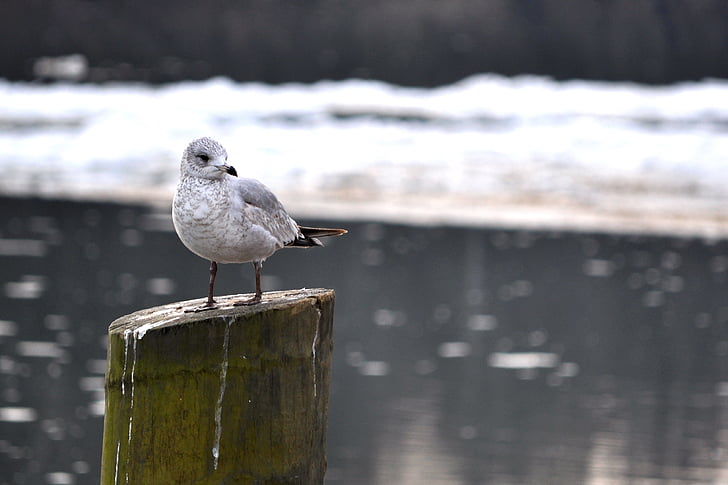 bird, ice, river, nature, winter, cold, water