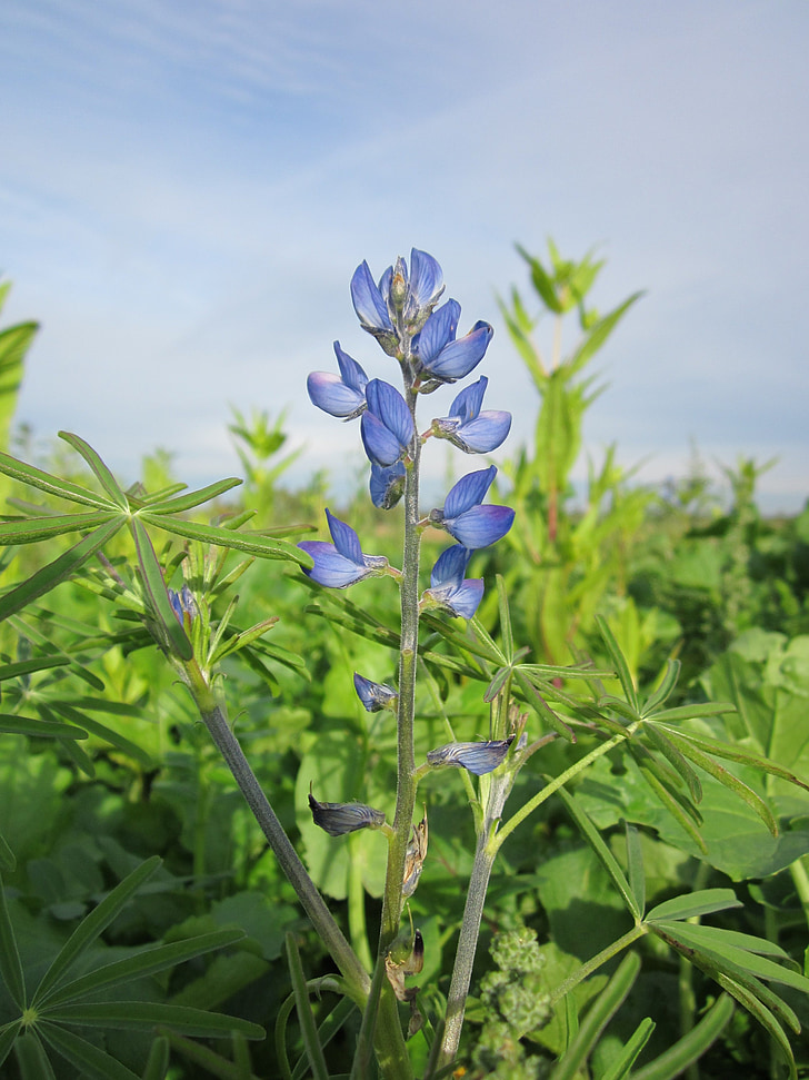 Blauwe lupine, Blauwe lupine, Smalbladige lupin, Wildflower, Flora, plant, plantkunde