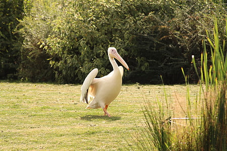Pelikan, ptak, ogród zoologiczny