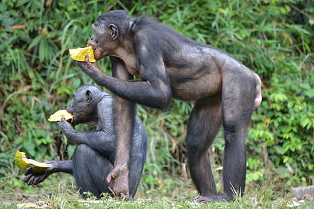 tinh tinh lùn, linh trưởng, Ape, Lola ya bonobo, Congo, Kinshasa, Châu Phi