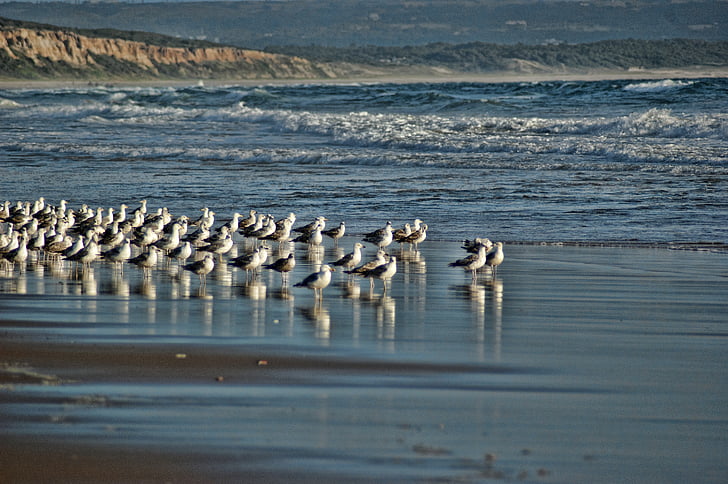 Seagulls, stranden, blå, Mar, vatten, naturen, fåglar