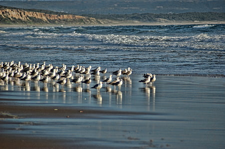 seagulls, beach, blue, mar, water, nature, birds