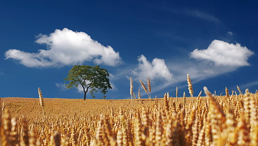 clouds, field, nature, sky, tree, wheat, agriculture