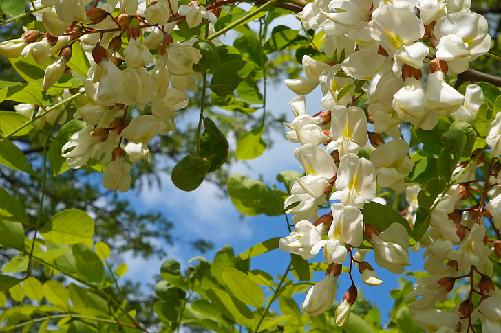 Acacia, fleurit à, Inflorescence :, blanc, bois, été