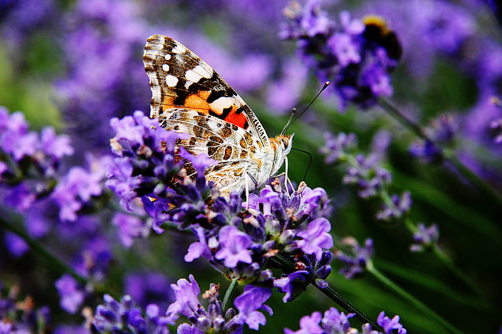 vanessa cardui, painted lady, edelfalter, butterfly, lavender, nectar, blossom