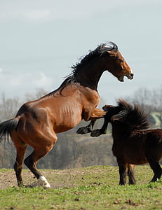 kůň, Pony, hry, Domácí zvířata, hospodářská zvířata, hříva, zvířecí motivy