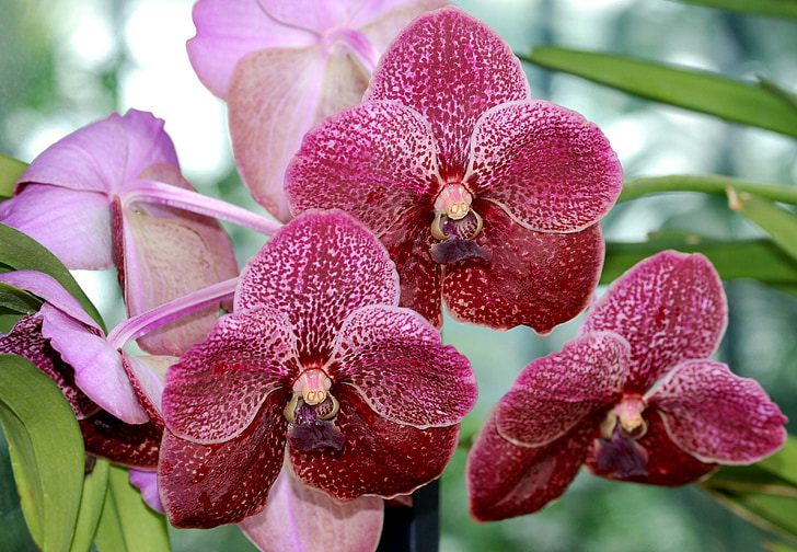 orquídea, Orchidaceae, flor, linda, flor, close-up