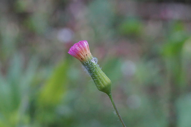 macro flower, flower near, pink flower, wild, pink, flowers