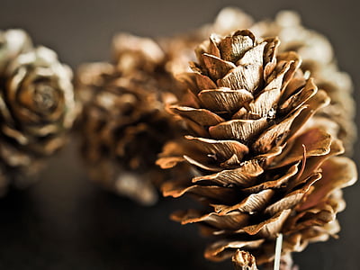 pine cones, fir, tap, tree, forest, nature, brown
