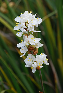 Orquídea, Blanco, flora, flor, planta, floración
