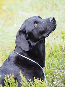 Labrador retriever, hond, zwart, vogeljacht, water, zwarte labrador, huisdieren