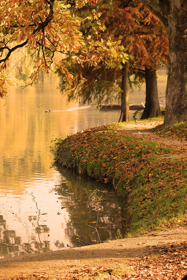 jesen, jezero, dio, lišće, priroda, odmor, stabla