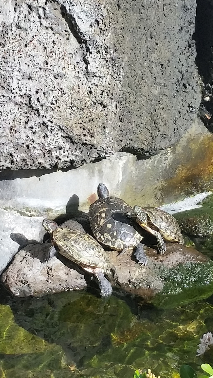kilpkonnad, lõõgastav, Hawaii, vee, loodus, Park, Zoo